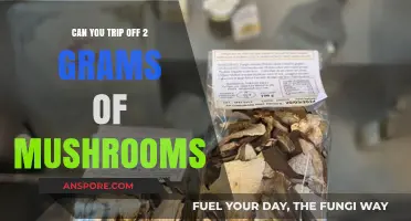 Exploring the Effects: Tripping on 2 Grams of Mushrooms