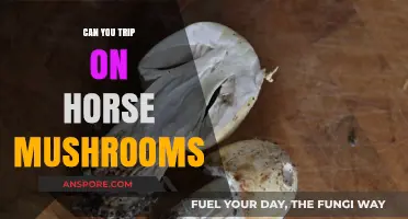 Can You Trip on Horse Mushrooms? Exploring the Risks and Reality