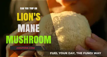 Lion's Mane Mushroom: Can It Induce a Psychedelic Trip?