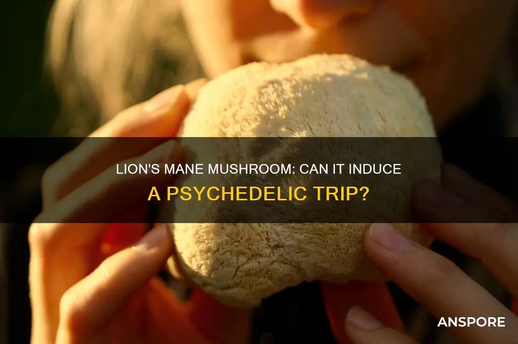 can you trip on lion