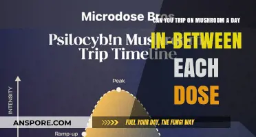 Can You Trip on Mushrooms a Day Between Doses?