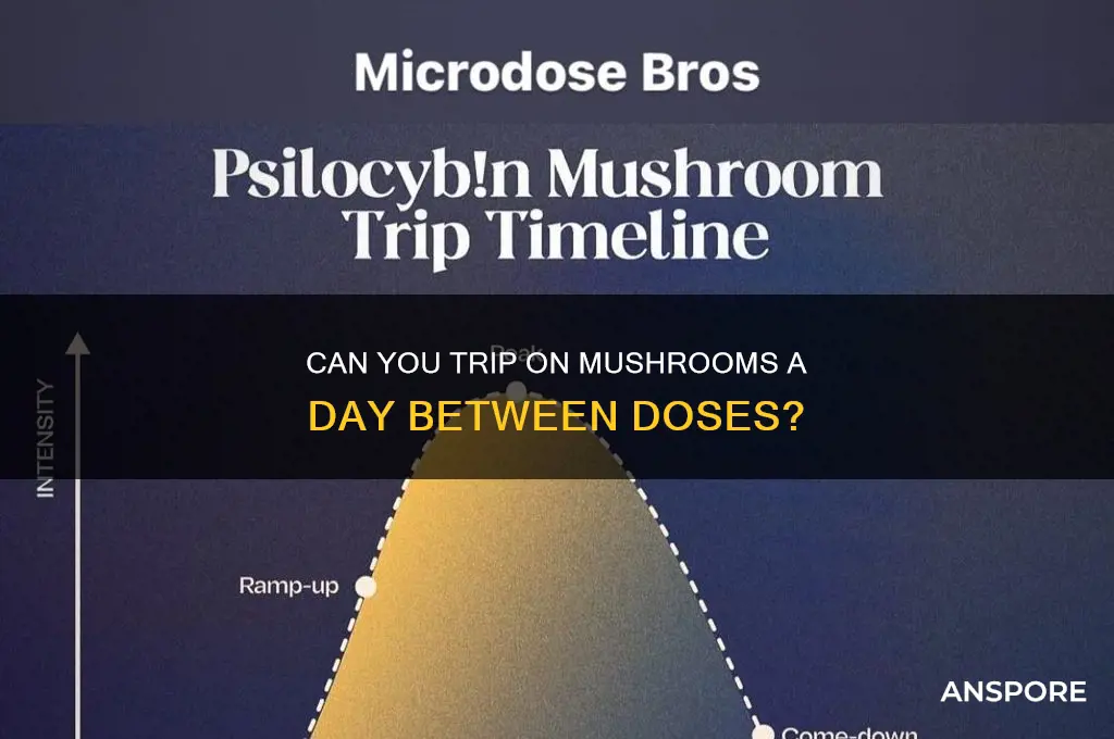 can you trip on mushroom a day in-between each dose