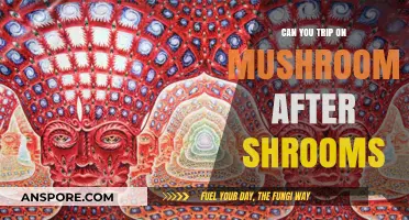 Exploring the Possibility of Tripping on Mushrooms Post-Shroom Experience