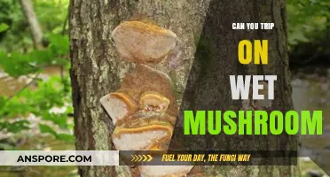 Can Wet Mushrooms Cause Trips? Exploring the Risks and Realities