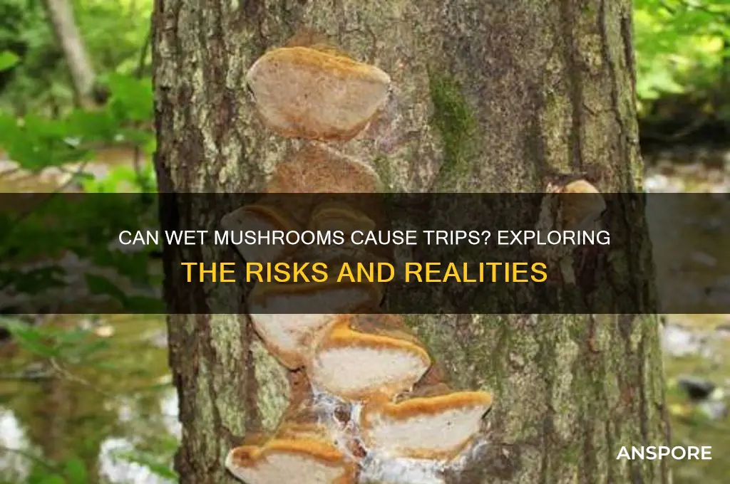 can you trip on wet mushrooms