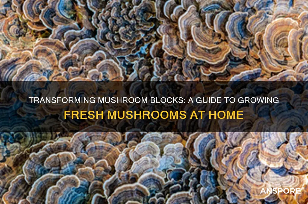 can you turn mushroom blocks into mushrooms
