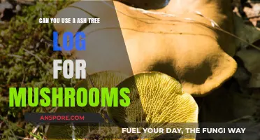 Growing Mushrooms on Ash Tree Logs: A Viable Substrate?