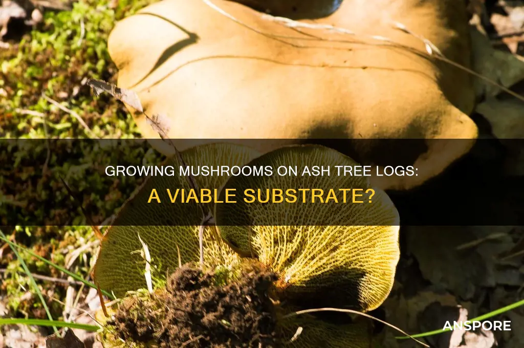 can you use a ash tree log for mushrooms