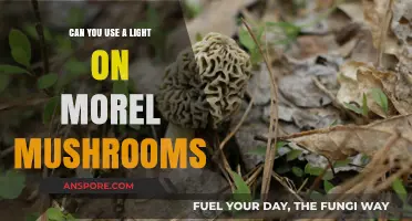 Using Light to Find Morel Mushrooms: Myth or Effective Technique?