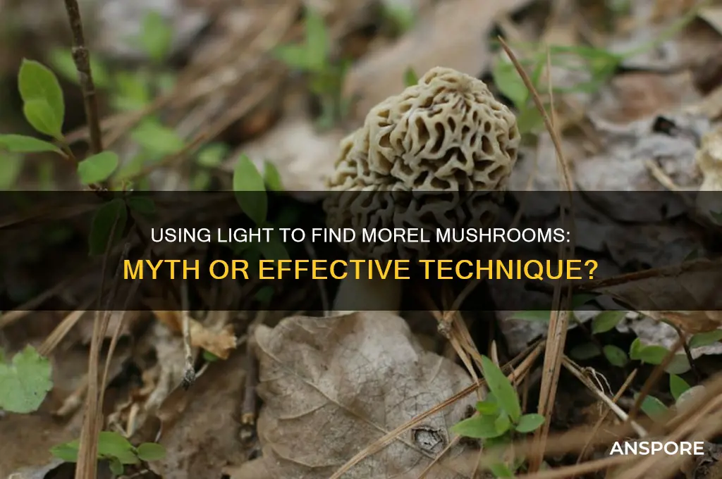 can you use a light on morel mushrooms