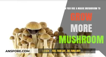 Using Magic Mushrooms to Cultivate More: A Fungal Propagation Guide