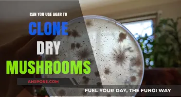 Cloning Dry Mushrooms with Agar: Techniques and Success Tips