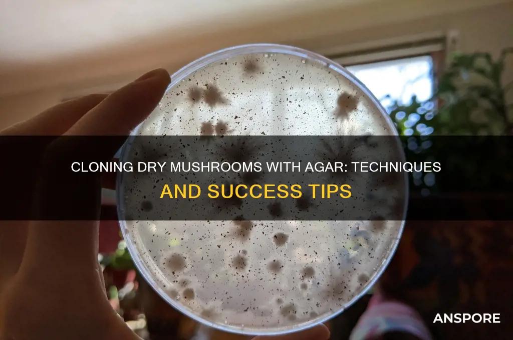 can you use agar to clone dry mushrooms