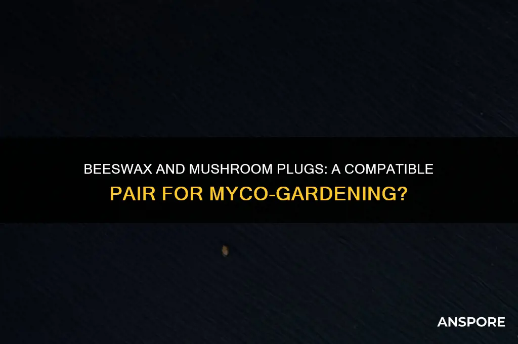 can you use beeswax with mushroom plugs