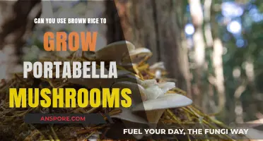 Growing Portabella Mushrooms with Brown Rice: A Viable Substrate?