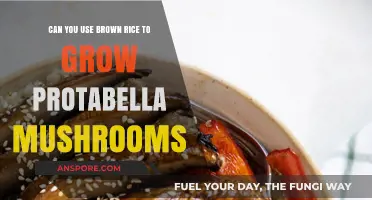 Growing Portabella Mushrooms with Brown Rice: A Viable Substrate?