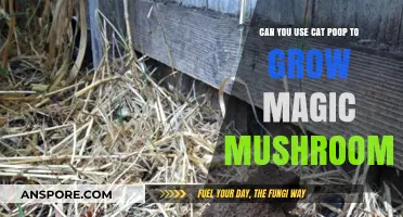 Can Cat Poop Cultivate Magic Mushrooms? Exploring Unconventional Growing Methods