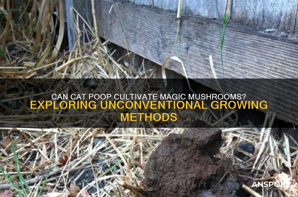 can you use cat poop to grow magic mushrooms