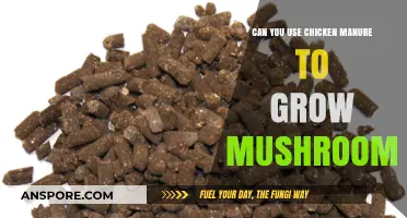 Using Chicken Manure for Mushroom Cultivation: Benefits and Best Practices