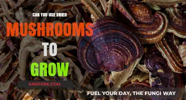 Growing Mushrooms from Dried: A Comprehensive Guide to Revival Techniques