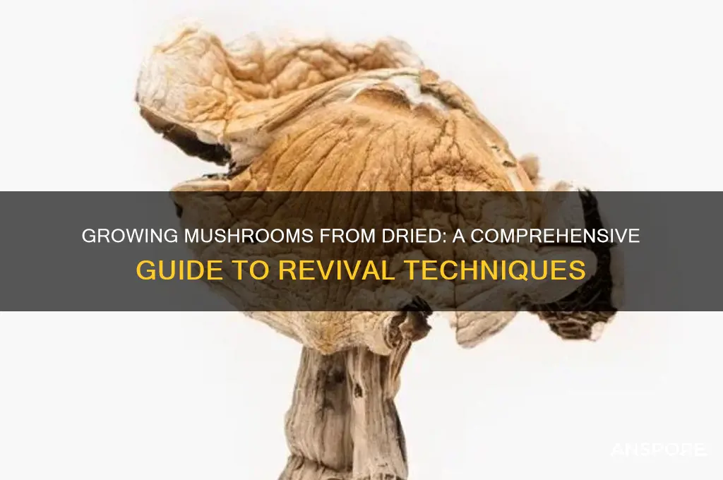 can you use dried mushrooms to grow
