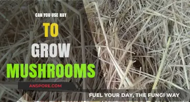 Growing Mushrooms on Hay: A Sustainable Substrate Solution