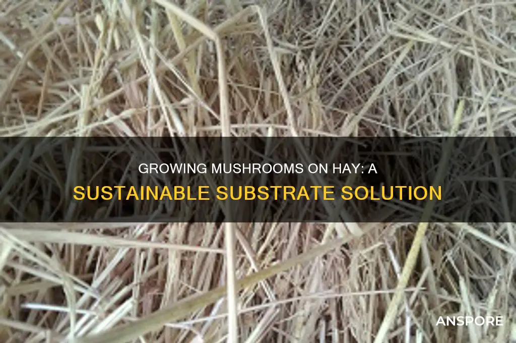 can you use hay to grow mushrooms