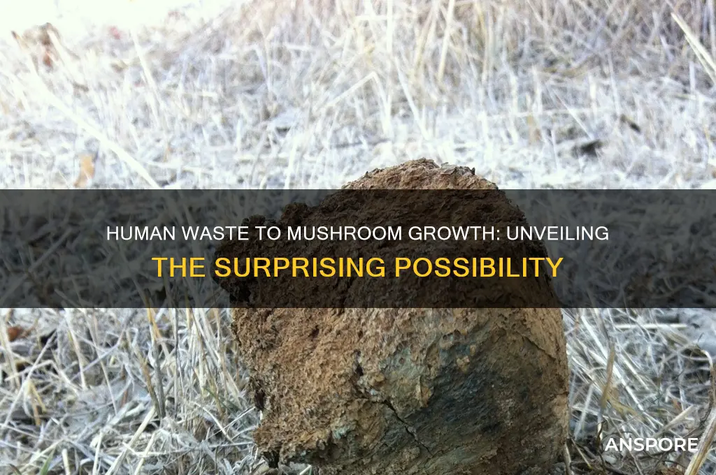 can you use human feces to grow mushrooms