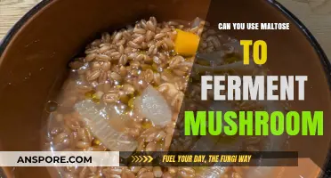 Fermenting Mushrooms with Maltose: A Sweet Alternative for Cultivation?
