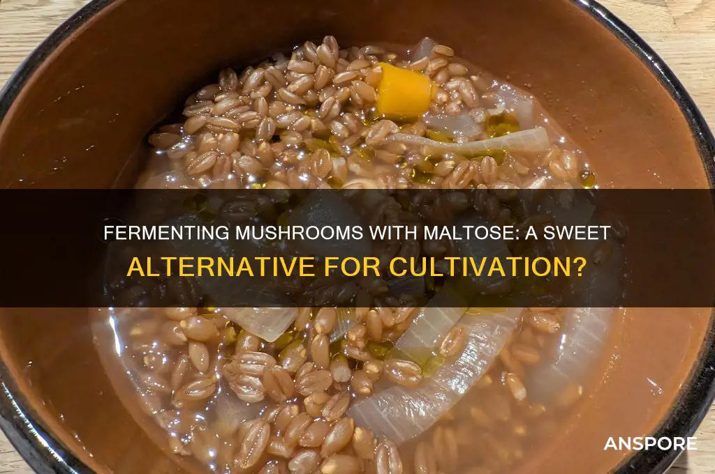 can you use maltose to ferment mushrooms