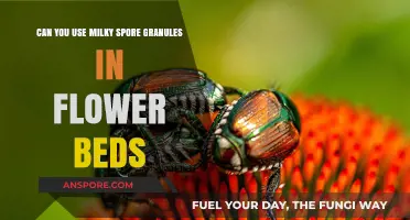 Using Milky Spore Granules in Flower Beds: Safe and Effective?