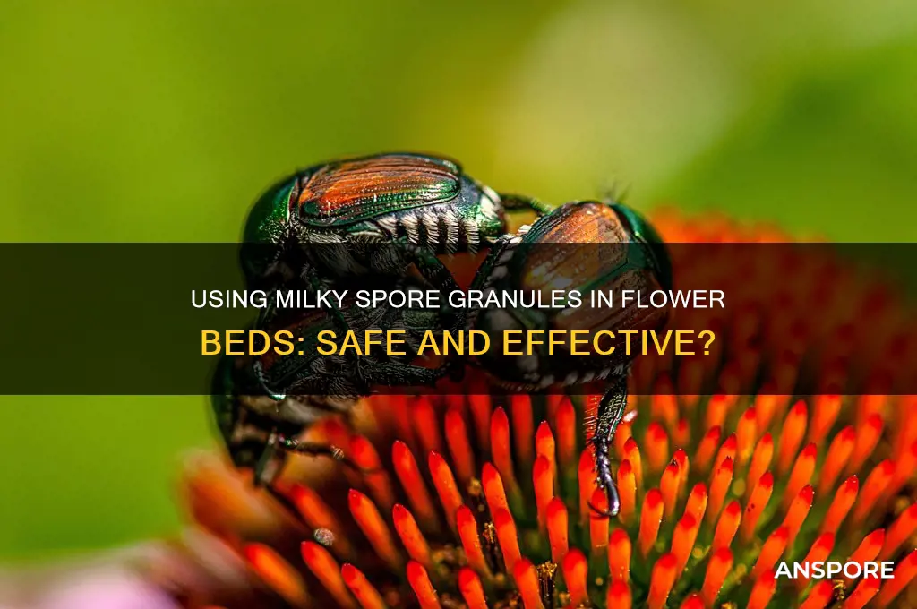 can you use milky spore granules in flower beds