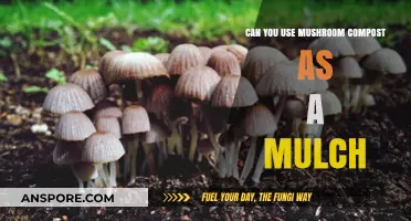 Mushroom Compost as Mulch: Benefits, Uses, and Best Practices