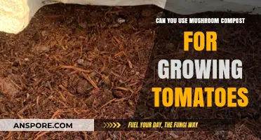 Mushroom Compost for Tomatoes: Benefits, Tips, and Best Practices