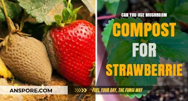 Mushroom Compost for Strawberries: Benefits, Tips, and Best Practices