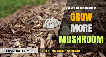 Mushroom Propagation: Using Fungi to Cultivate More Mushrooms Naturally