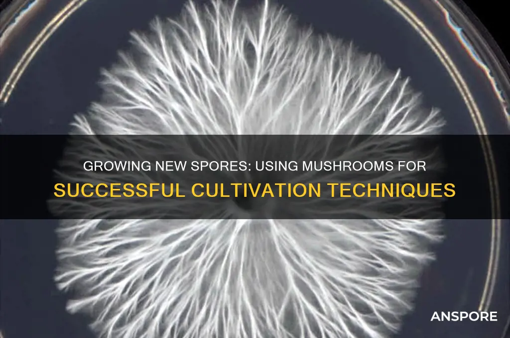 can you use mushrooms to new spores