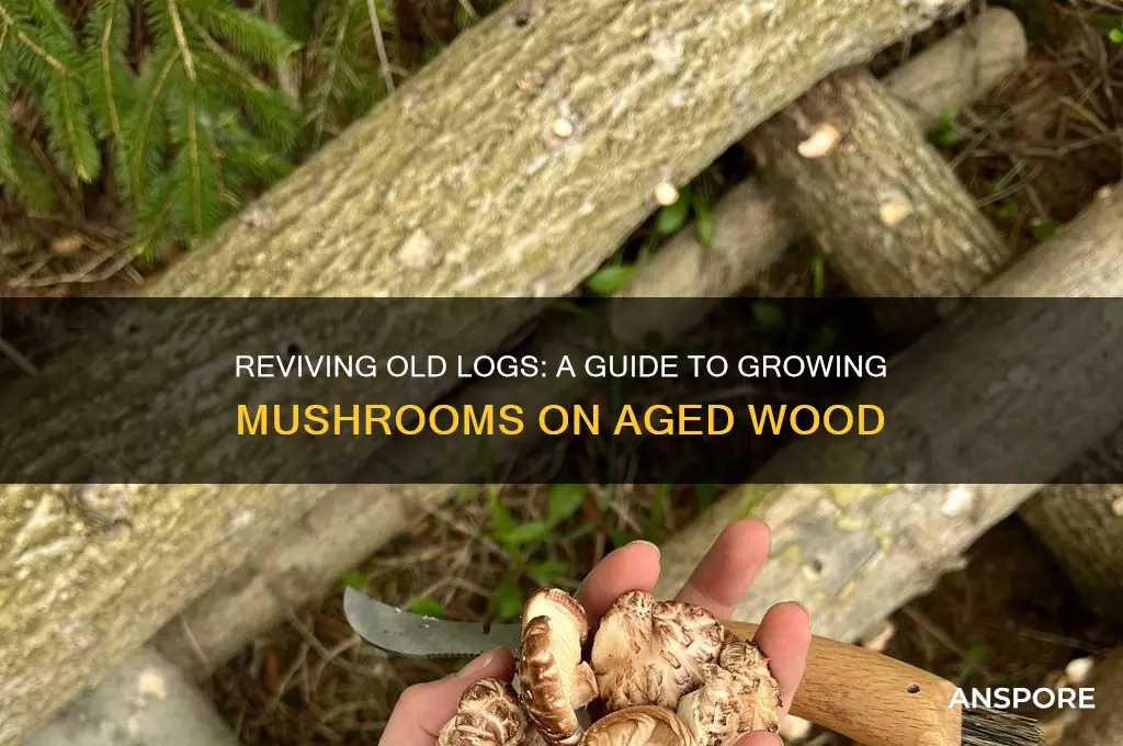 can you use old logs for mushroom logs