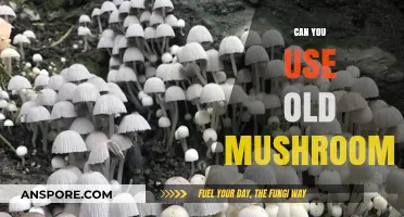 Reviving Old Mushrooms: Safe Ways to Use Aging Fungi in Cooking