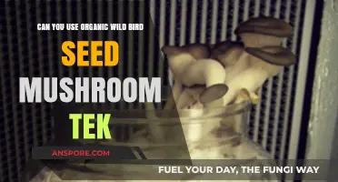 Organic Wild Bird Seed Mushroom Tek: A Viable Cultivation Method?