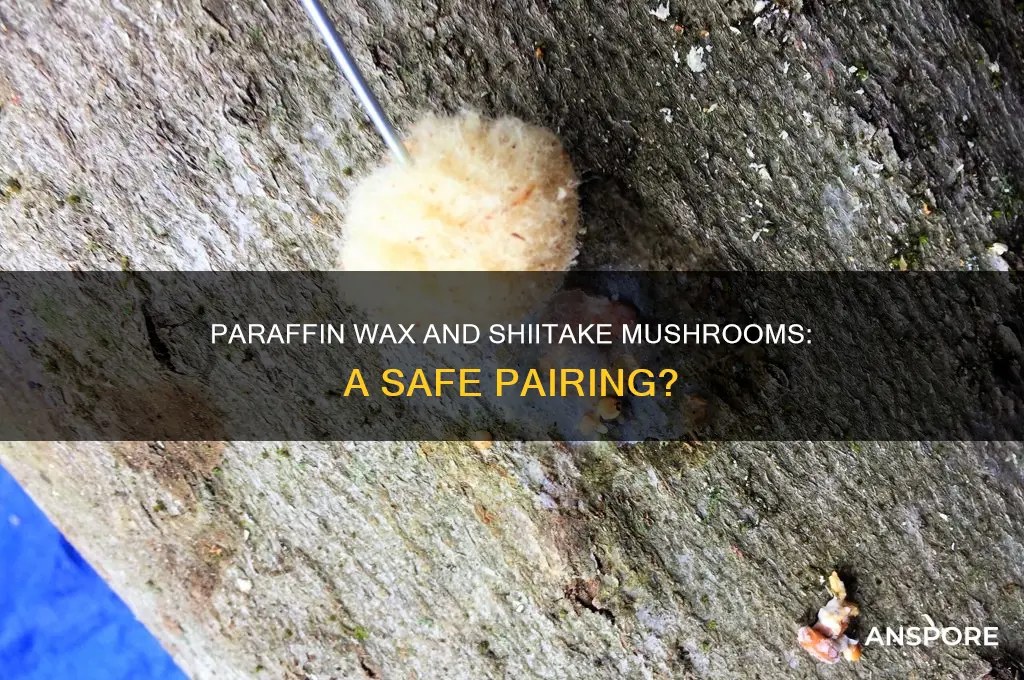 can you use parifin wax with shitake mushrooms