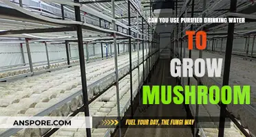 Using Purified Drinking Water for Mushroom Cultivation: Benefits and Tips