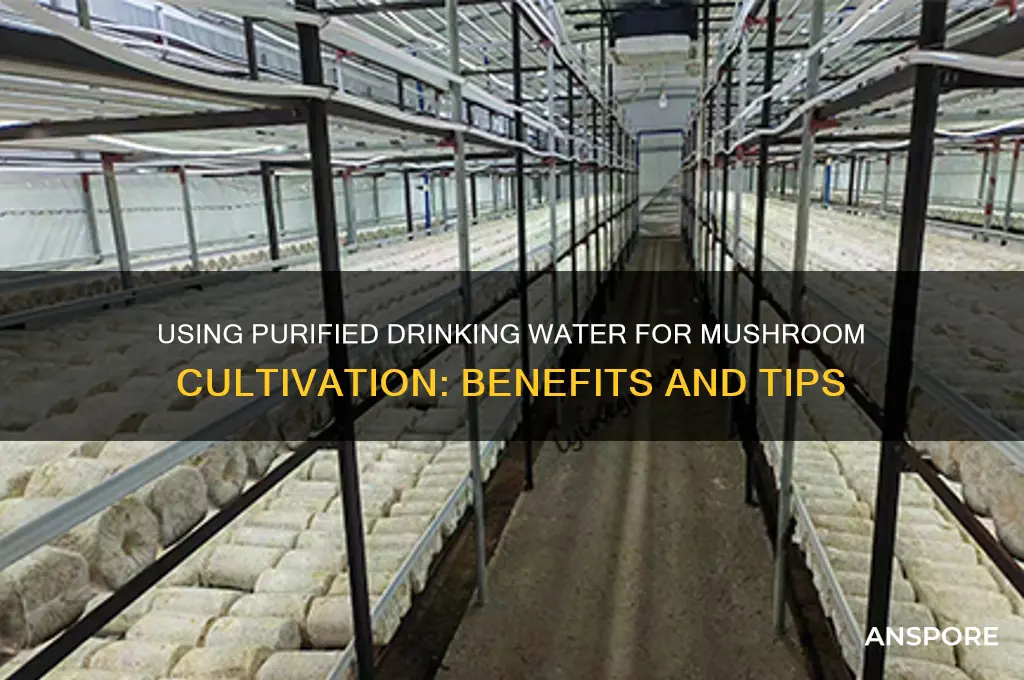 can you use purified drinking water to grow mushrooms