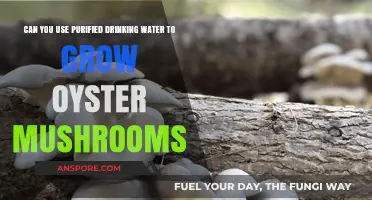 Growing Oyster Mushrooms with Purified Water: Benefits and Best Practices