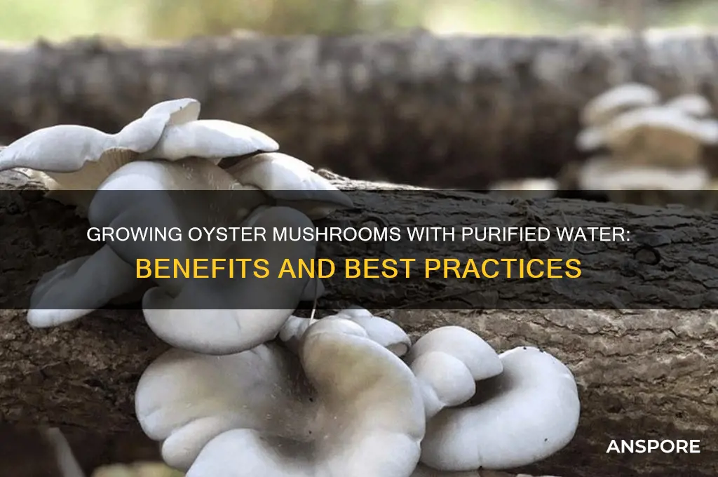 can you use purified drinking water to grow oyster mushrooms