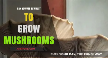 Growing Mushrooms with Sawdust: A Sustainable Substrate Solution