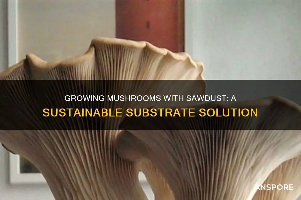 can you use sawdust to grow mushrooms