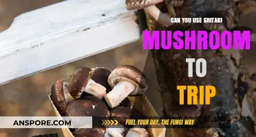 Shitake Mushrooms and Tripping: Separating Fact from Fiction