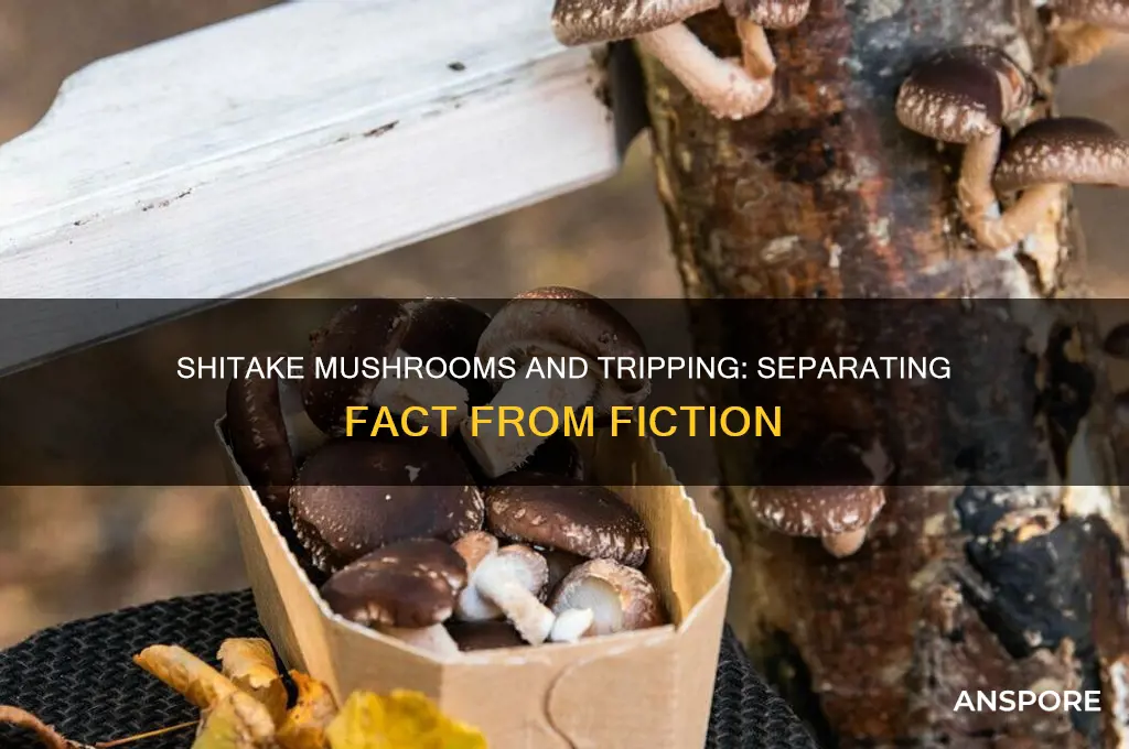 can you use shitaki mushrooms to trip