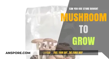 Growing Mushrooms from Store-Bought Varieties: A Beginner's Guide